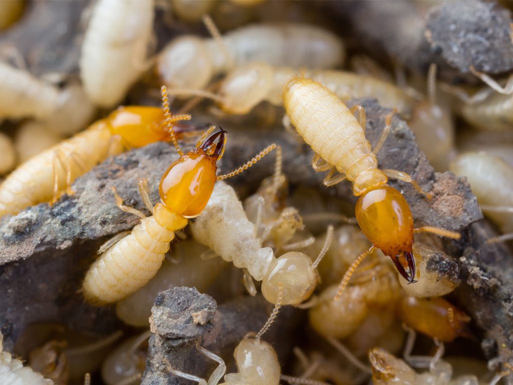 Termites Betaray Pest